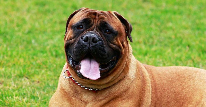 Bullmastiffs