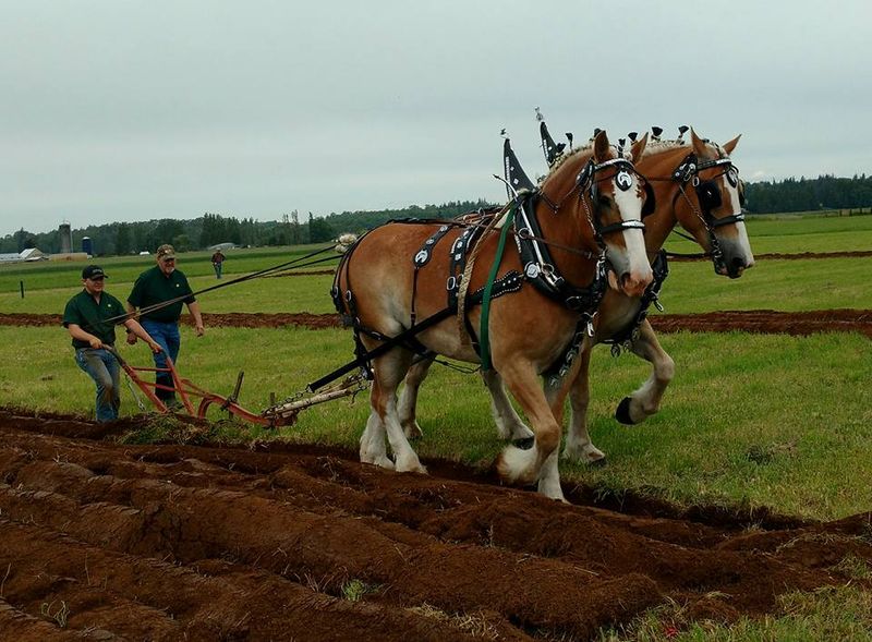 Plow Horse