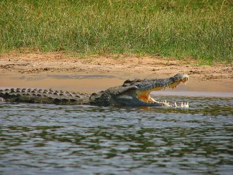 A True River Monster