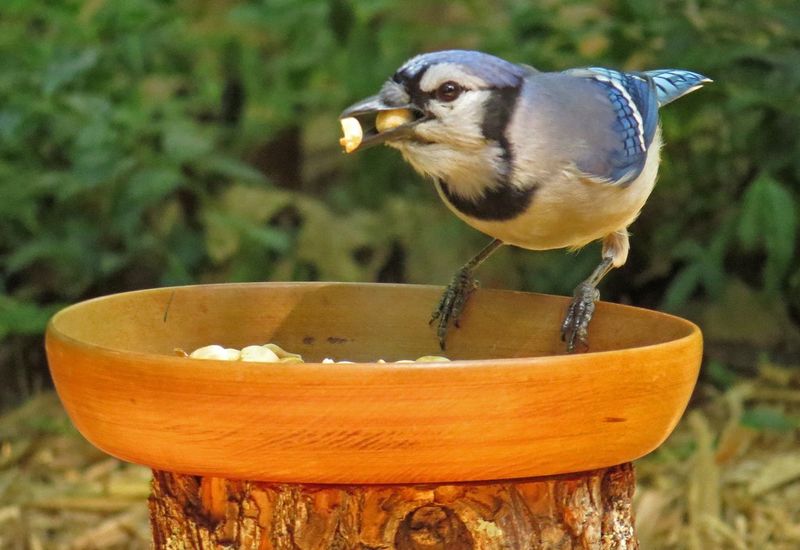 Pasta: Unexpected Avian Delight