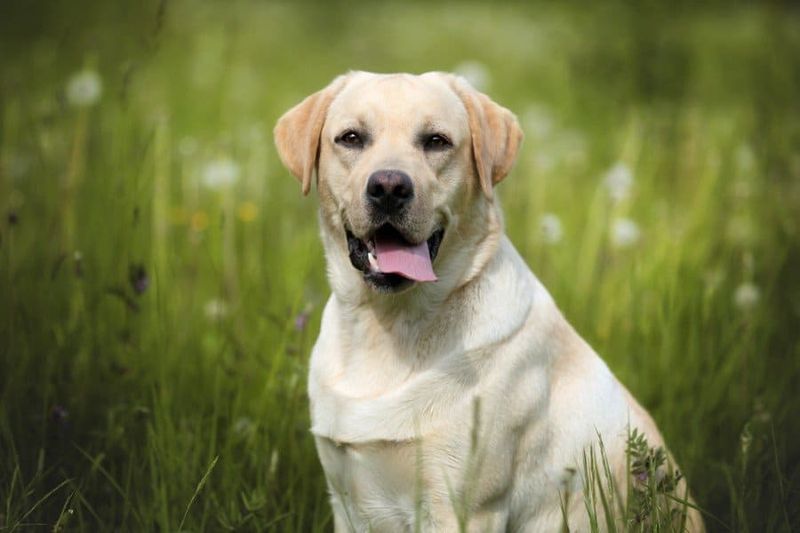 Labrador Retrievers: America's Favorite