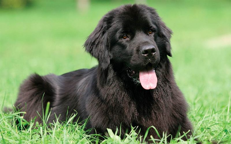 Newfoundlands: Gentle Giants With Guardian Hearts