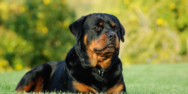Rottweilers: The Steadfast Protectors