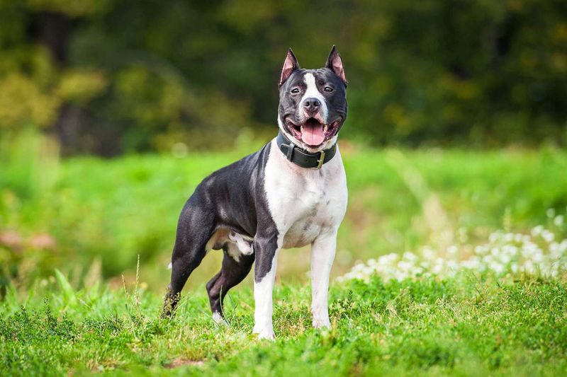 American Staffordshire Terrier