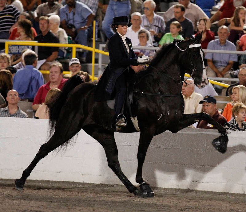 Tennessee Walking Horse (Tennessee)