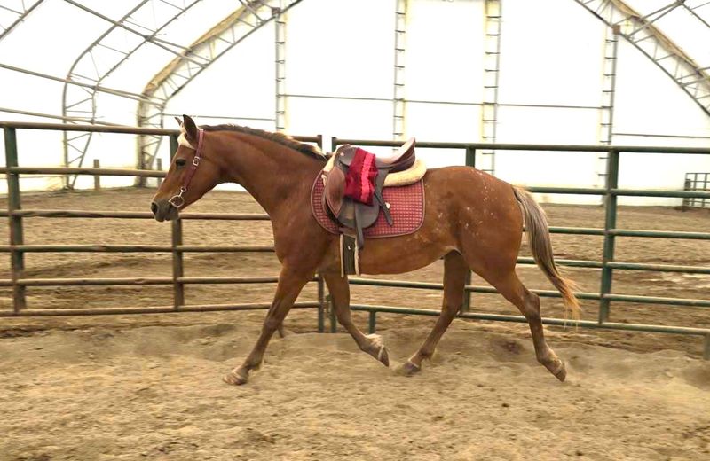 Grade Horses: Mixed-Breed Bargains With Heart