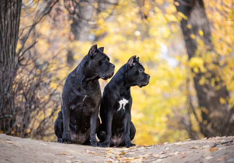 Protective Cane Corsos
