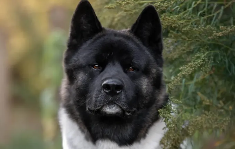 Autonomous Akitas
