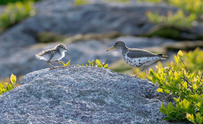 Sandpipers: The Single Dads
