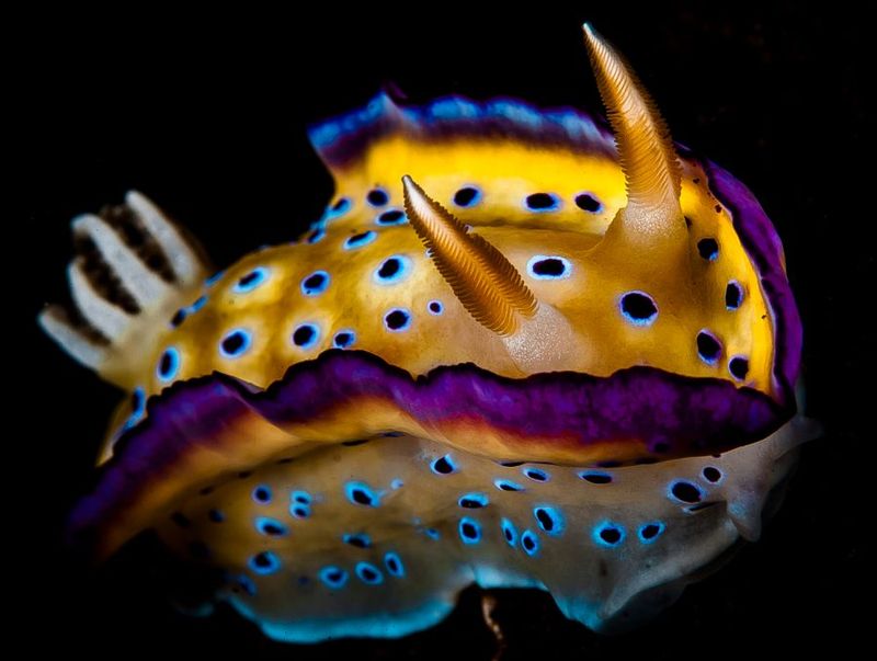 Sea Slug (Nudibranch)