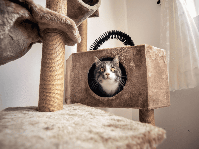 Skipping Environmental Enrichment