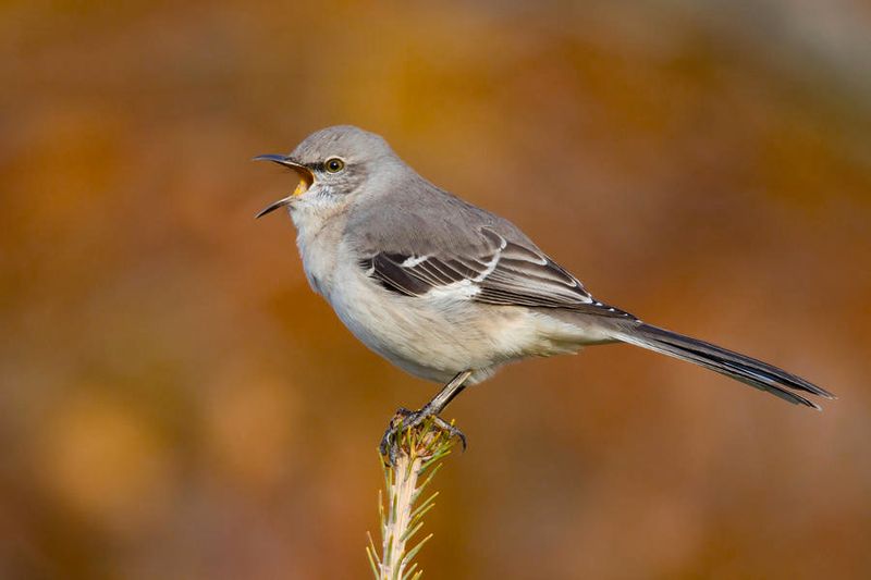 Mockingbird