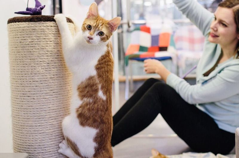 Consistent Scratching Posts