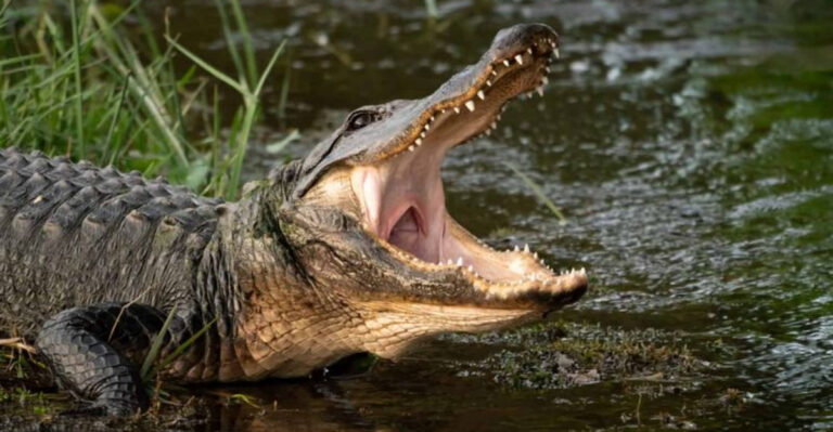 States With The Largest Alligator Populations In 2024