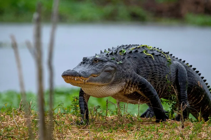 Louisiana: The Bayou State's Swamp Kings
