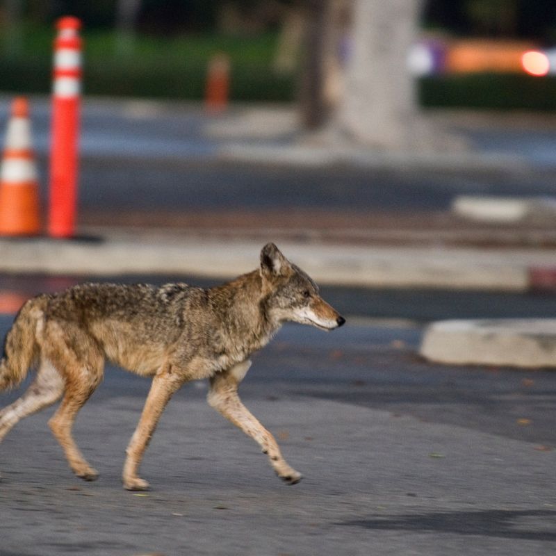 Keep Your Pets Indoors Immediately