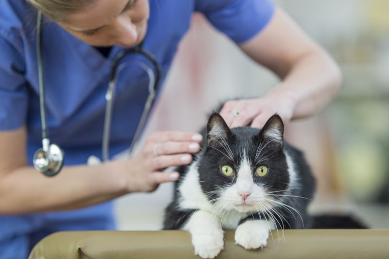 Contact A Vet