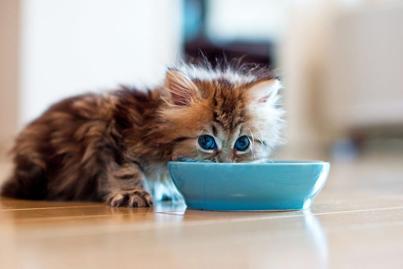 Independent Eaters