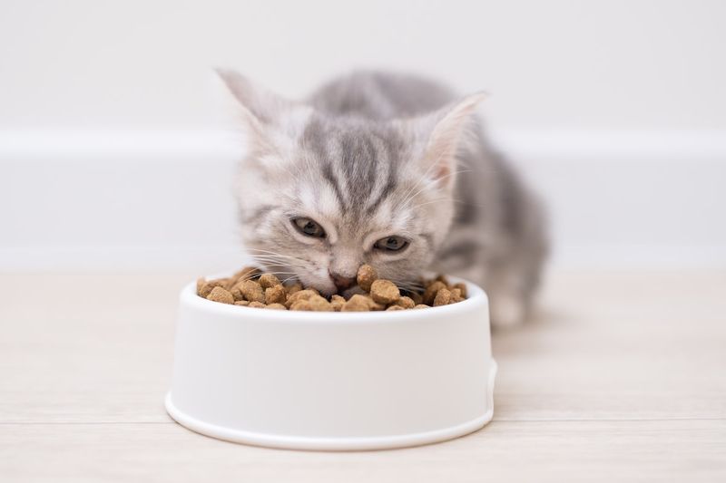 Solid Food Independence