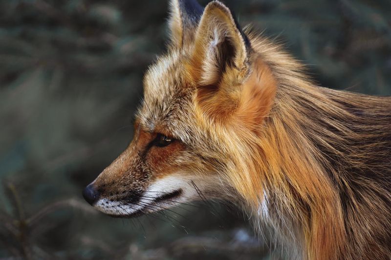 Fur With A Purpose