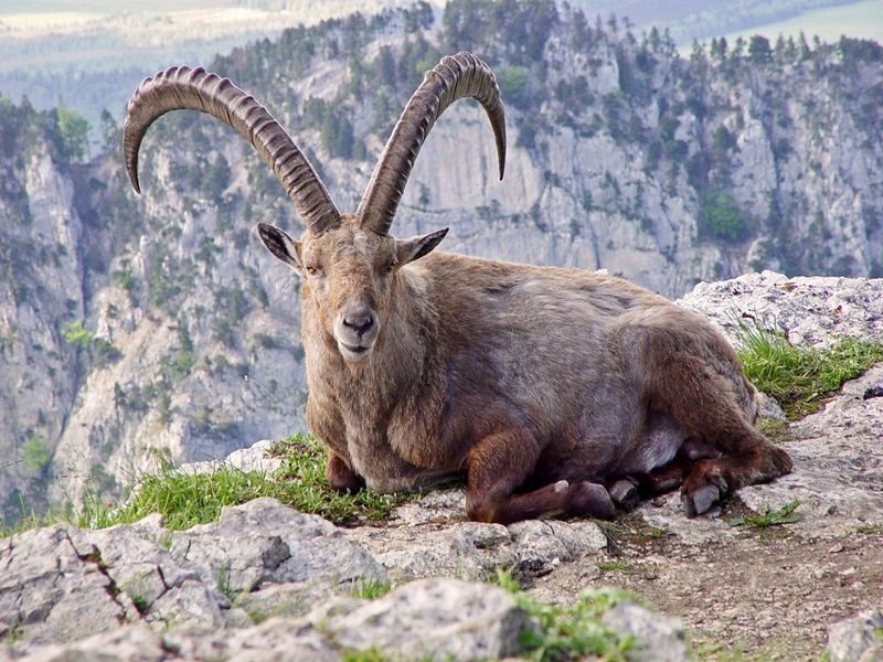 Pyrenean Ibex: The Mountain Climber