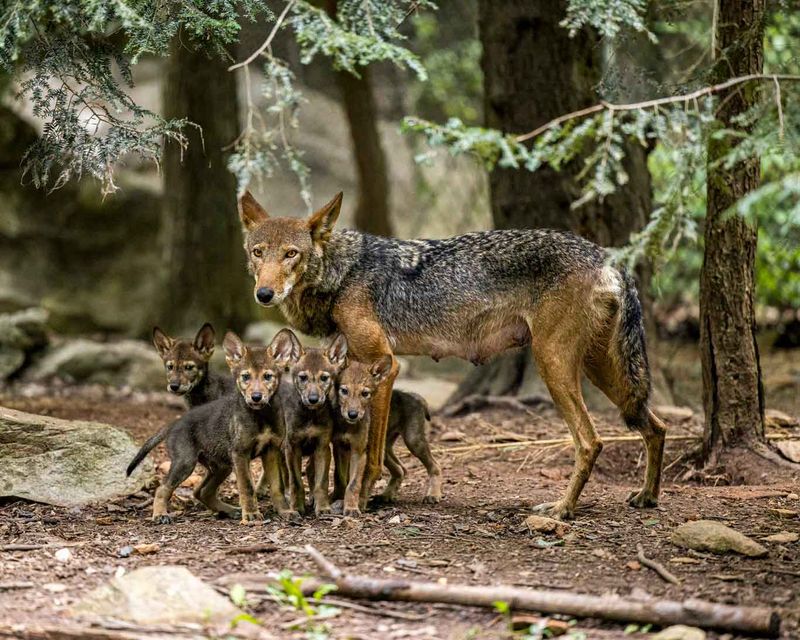 Red Wolf