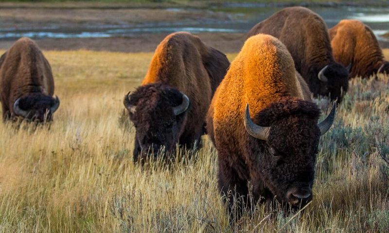 Bison