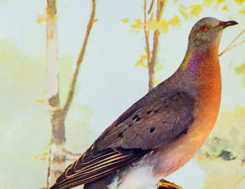 Passenger Pigeon