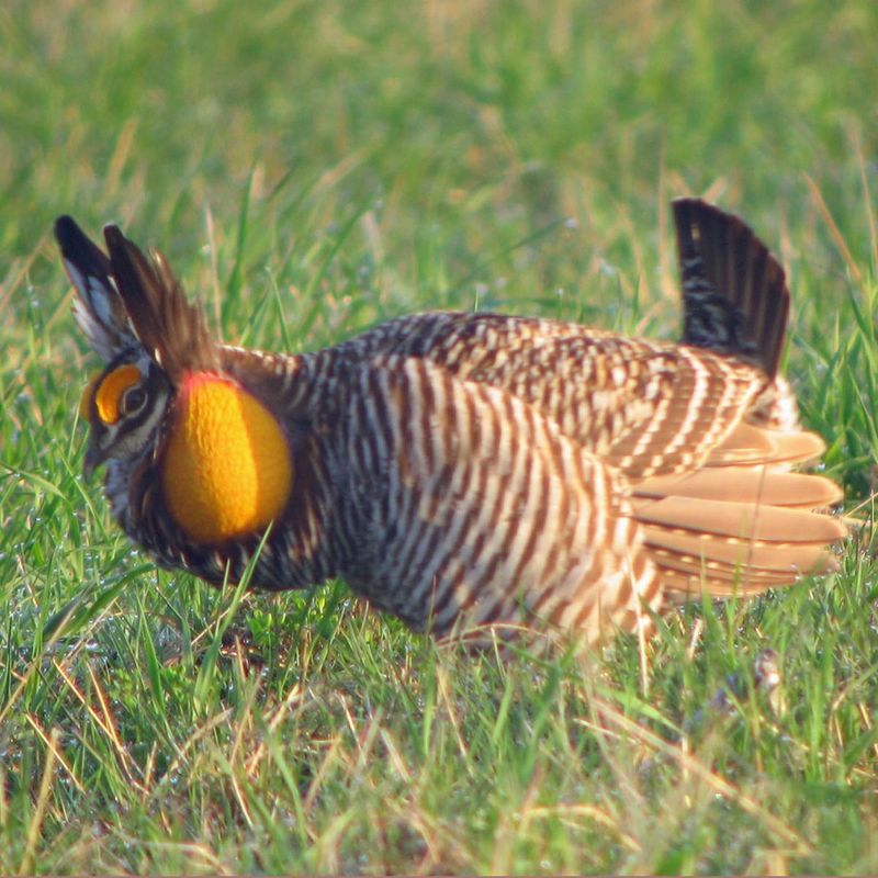 Heath Hen: America's Lost Prairie Chicken