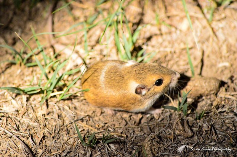 Silky Pocket Mice: Cheek-Stuffing Champions