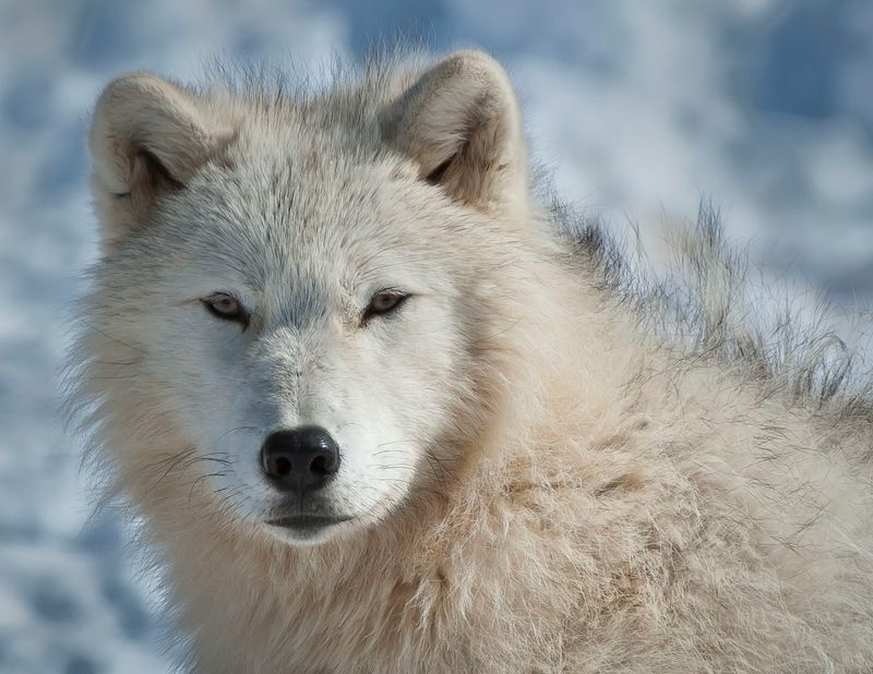 Baffin Island Wolf