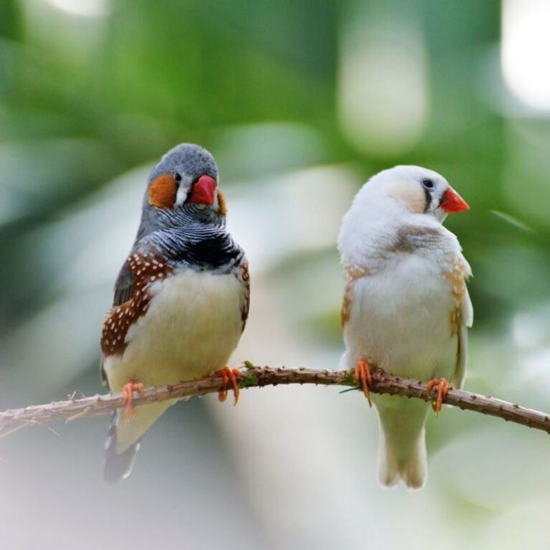 Finches