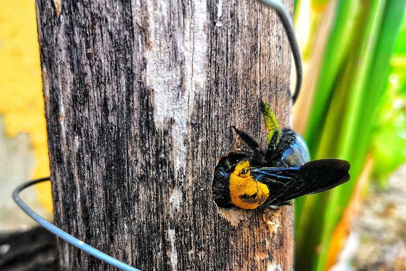 Carpenter Bees
