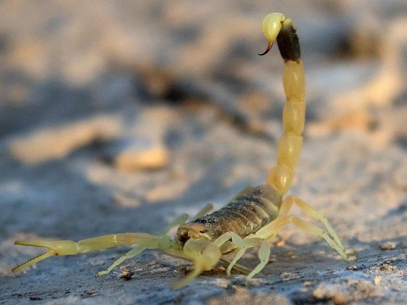 Death Stalker Scorpion: Desert Nightmare