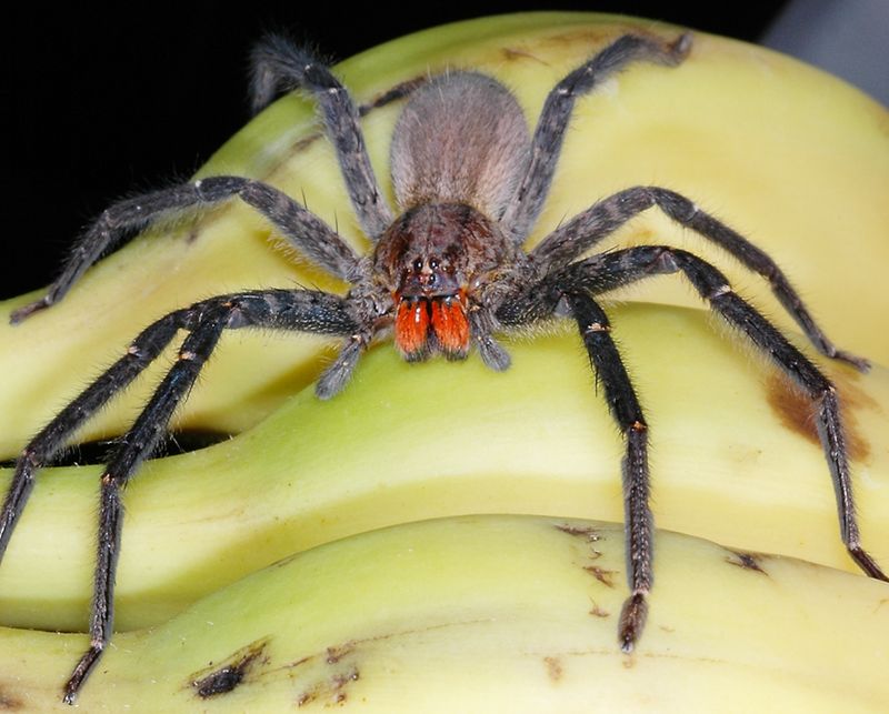 Brazilian Wandering Spider: Grocery Store Stowaway