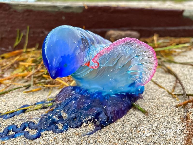 Portuguese Man-Of-War: Not A Jellyfish