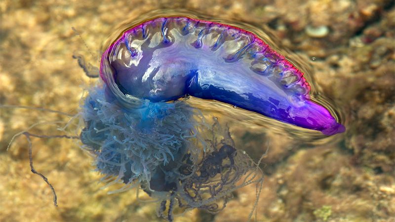 Portuguese Man O' War