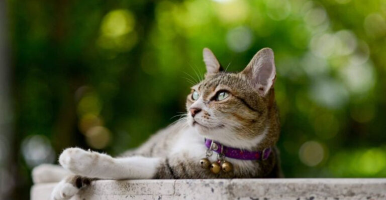 Stop Your Cat From Attacking Wildlife In These 15 Steps