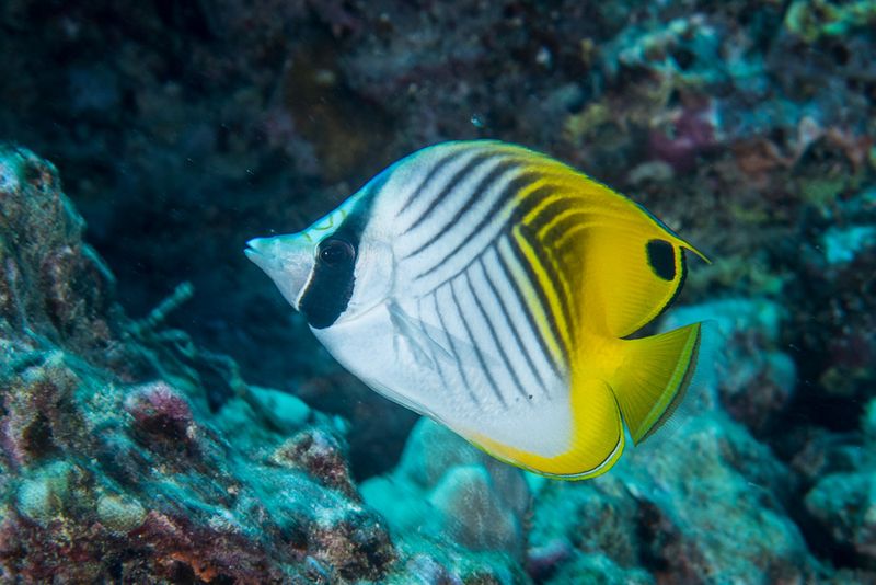 Reef Butterflyfish