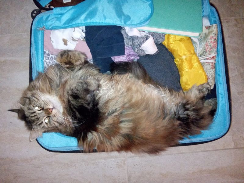 Suitcase Sabotage Session