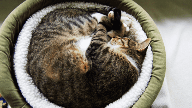 The Nearby Nap Phenomenon