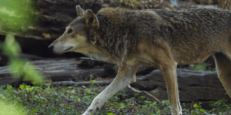 Selective Foraging Patterns
