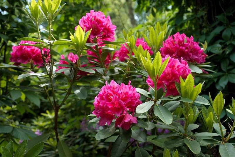Rhododendrons: Evergreen Delicacies