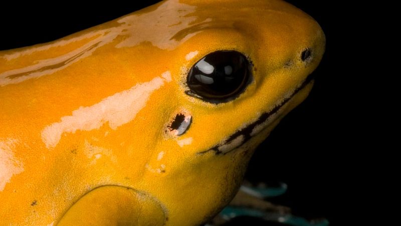 Golden Poison Frogs That Shimmer Like Treasure