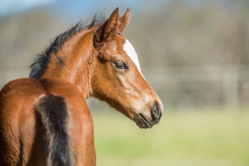 Born With The Racing Instinct