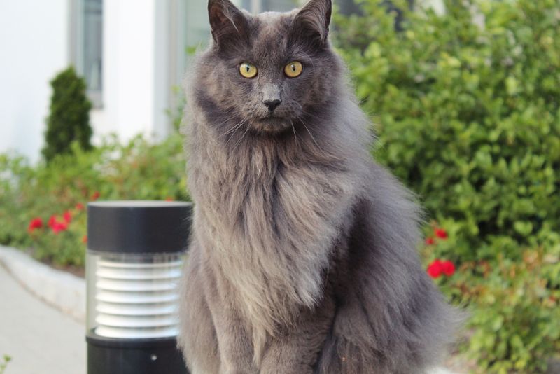 Regal Nebelung