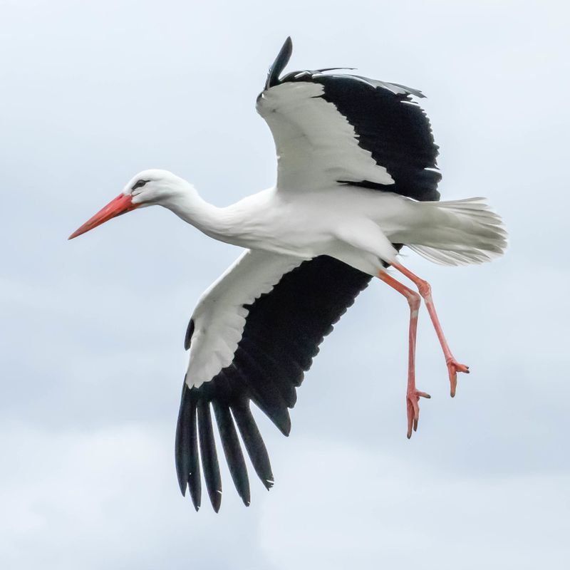 Elegant White Storks