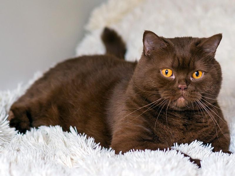 Chocolate Brown Beauties