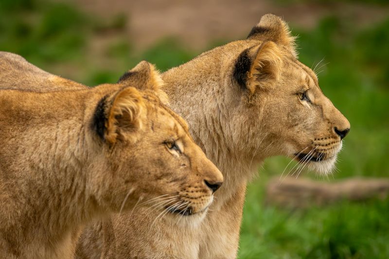Territorial Instincts