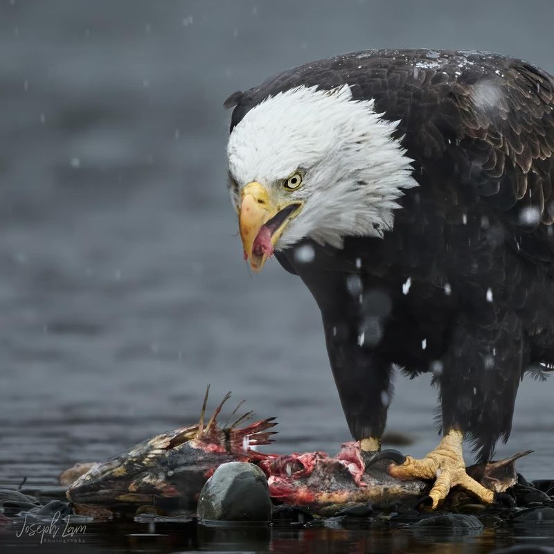 Fearless Apex Predator
